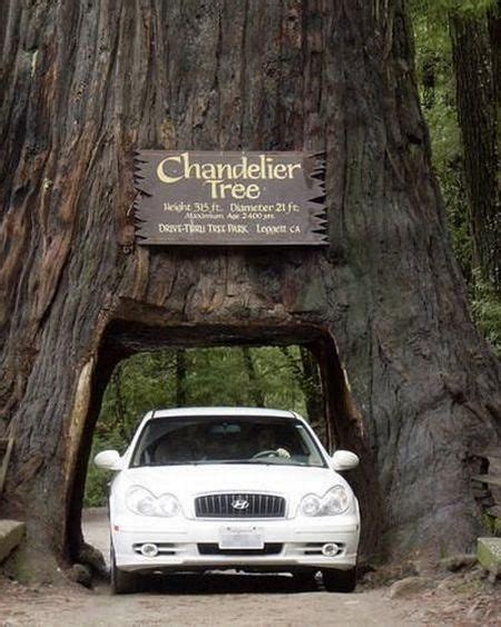 Giant Sequoia Tree And Car