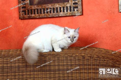 Sacred Cat Of Birma Blue Tabby Point Month Birman Stock Photo