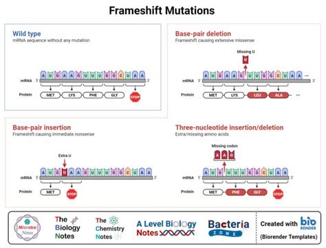 Point Mutation Definition Causes Mechanism Types Examples