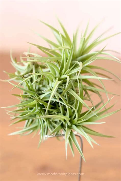 Air Plant Growth Cycle How To Propagate Air Plants Modern Air Plants