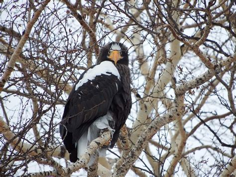 4 Types of Eagle Species in the US (with Pictures) - Optics Mag