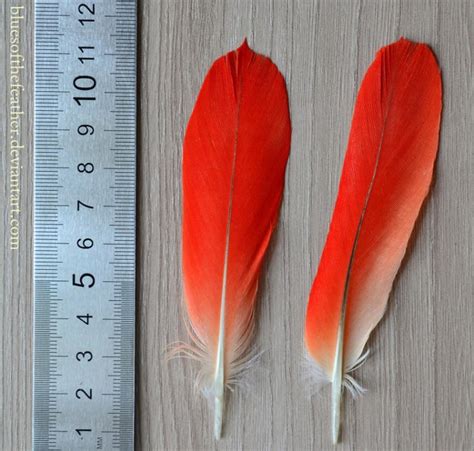 African Grey Parrot Tail Feathers by BluesOfTheFeather on DeviantArt