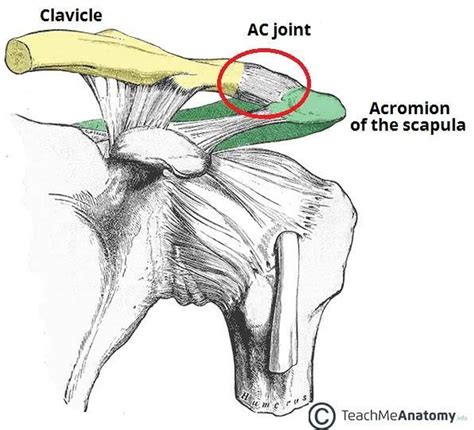 Pictures Of Acromioclavicular Joint