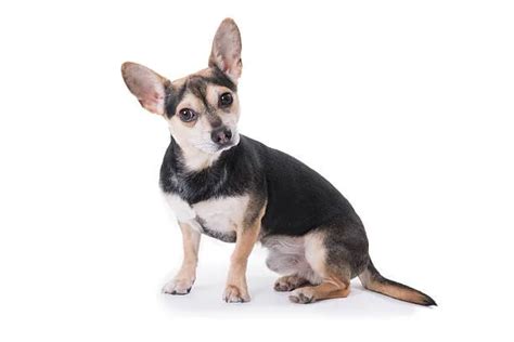 Find Your Perfect Chihuahua Mix Weiner Dog Match! - The Chihuahua Guide