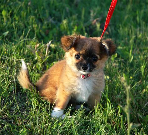 Pomchi - Dog Breed Information, Characteristics, Pictures, & Facts