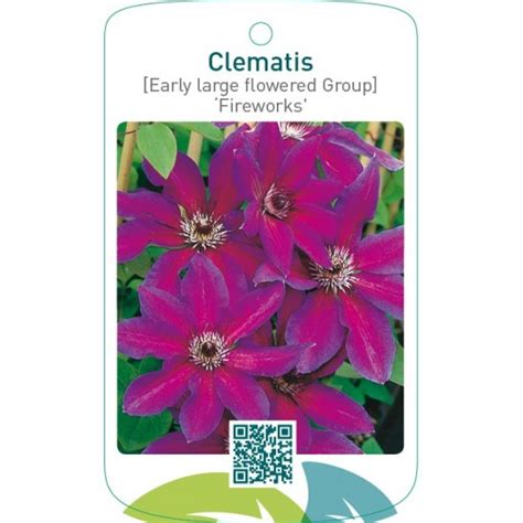 Etiquetas De Clematis Early Large Flowered Group Fireworks