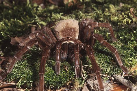 Goliath Bird-eating Spider Photograph by Steve Cooper - Pixels