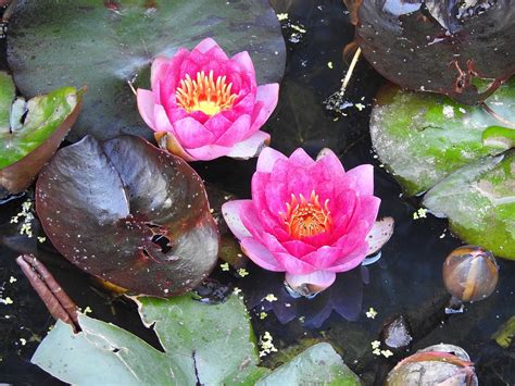 Water Lily Pink Aquatic Free Photo On Pixabay Pixabay