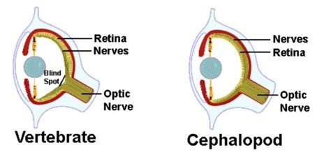 Evolutionists Refute Poor Design” Claim For Human Eye Ceh