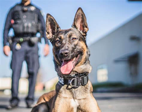 Santa Clara Police Department Welcomes Newest K 9 Officer Publicceo