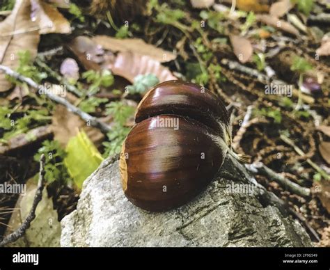 Chestnuts From El Pielago Forest Of Hinojosa De San Vicente Toledo