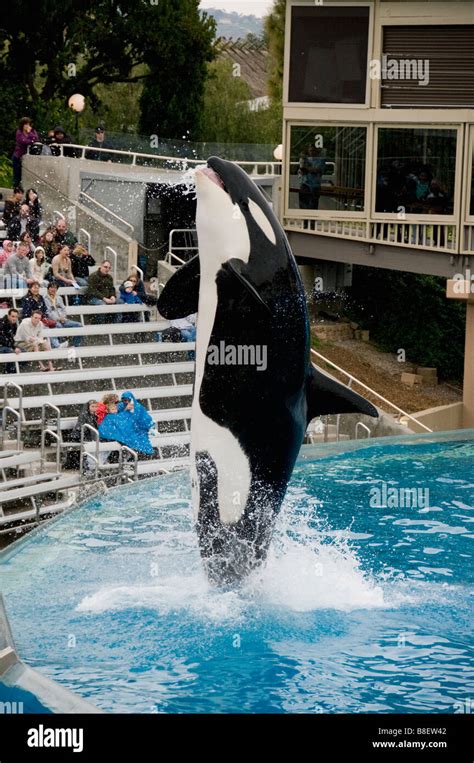 Killer Whale Or Orca Jumping Seaworld San Diego California Stock