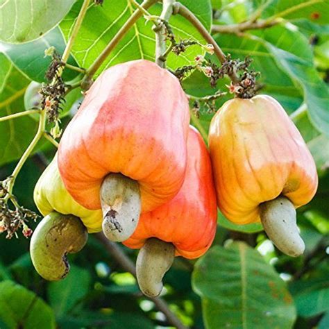 Seeds village Cashew Nut Seeds - Pack of 150: Buy Seeds village Cashew ...