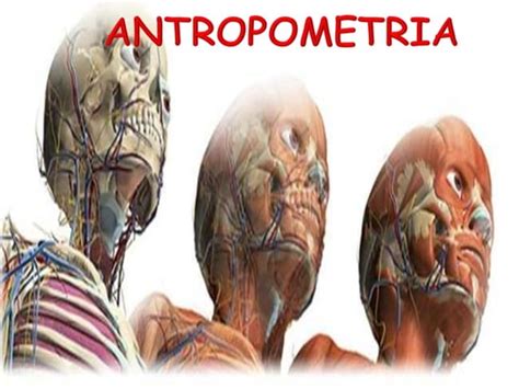 Ergonomia E Antropometria Ppt