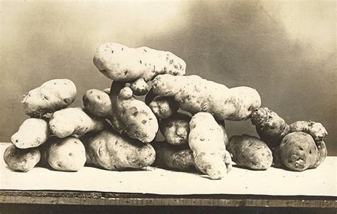 A Collection of 20 Fabulous Potato-Themed Real Photo Postcards From the ...