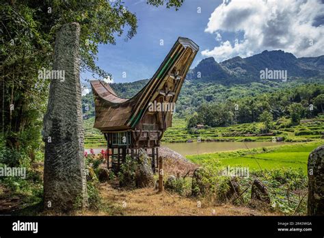 Traditional Toraja houses, Tana Toraja, Sulawesi, Indonesia Stock Photo ...