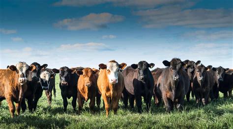 Choosing the Right Cattle Breeds for Your Farm – United Farm Mortgage