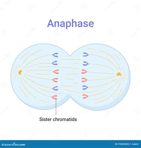 Anaphase Cartoons, Illustrations & Vector Stock Images - 95 Pictures to ...