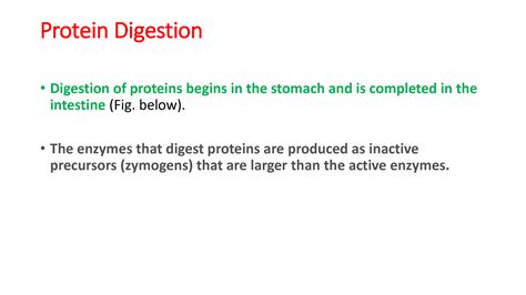 SOLUTION: Protein digestion - Studypool