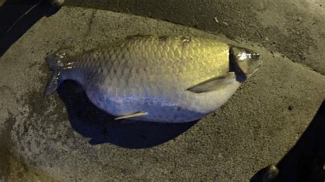 New World Record Grass Carp