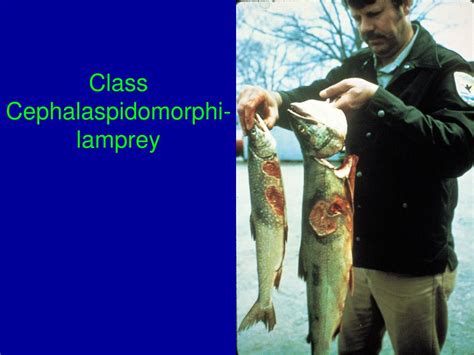 Ppt Chapter 34 Phylum Hemichordata Acorn Worms Powerpoint Presentation Id 6199594