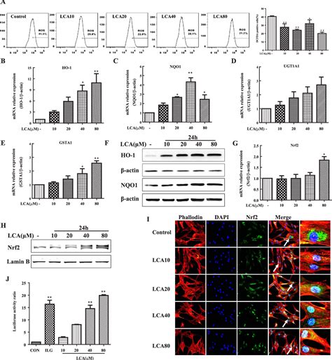 Figure 2 From Licochalcone A Activates Keap1‐nrf2 Signaling To Suppress