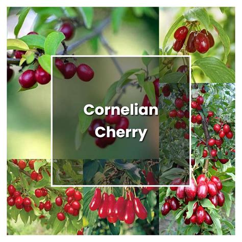 How To Grow Cornelian Cherry Plant Care And Tips Norwichgardener