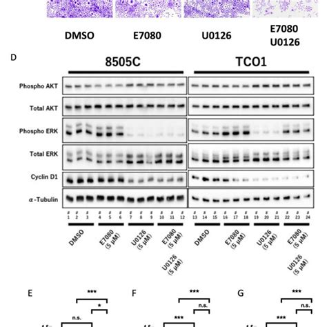 The Synergistic Effect Of Lenvatinib E7080 Plus Mek Inhibitor In Download Scientific Diagram