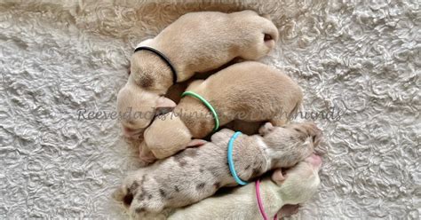 Current Litters Updated Reevesdachs Miniature Dachshunds