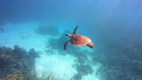 Great barrier reef sea turtle Stock Video Footage - 4K and HD Video ...