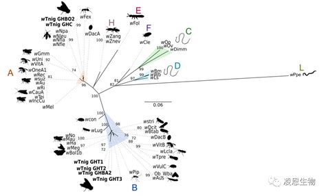 16S全长测序揭示绿头虻肠道微生物及共生细菌 pacbio文库构建及16s测序 CSDN博客