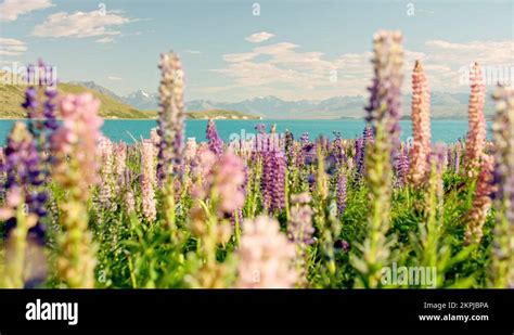 Lake Tekapo Flower Stock Videos Footage HD And 4K Video Clips Alamy