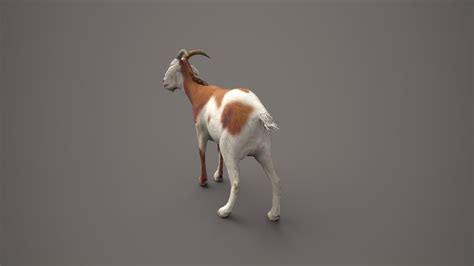 Dairy Brown Goat 3D Model CGTrader