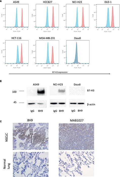 Frontiers Targeting B7 H3 Immune Checkpoint With Chimeric Antigen