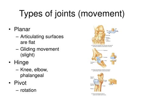 This Image Shows Some Examples Of The Movements Of Joints