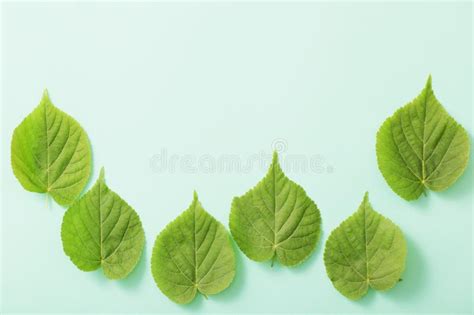 Folhas Do Verde Isoladas No Fundo Branco Foto De Stock Imagem De