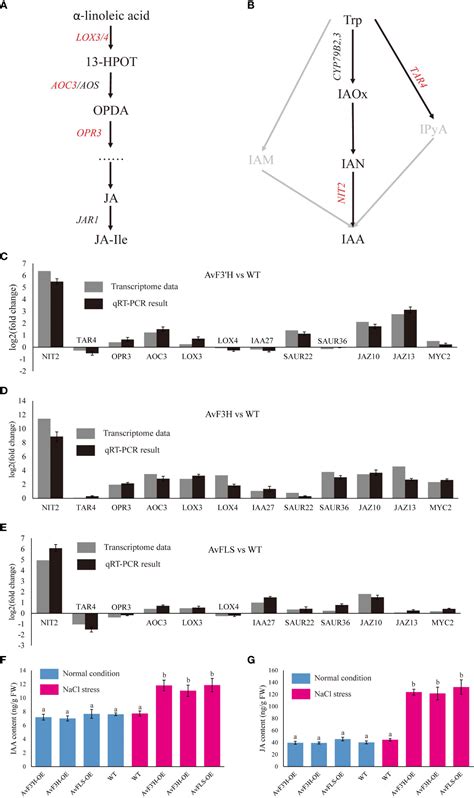 Frontiers Heterologous Overexpression Of Apocynum Venetum Flavonoids