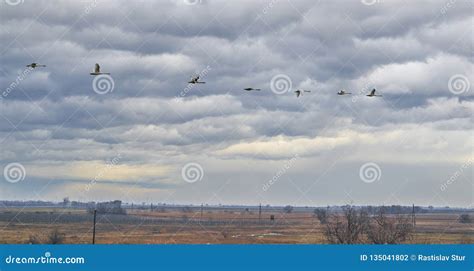 Wild Geese flying stock photo. Image of austria, beautiful - 135041802