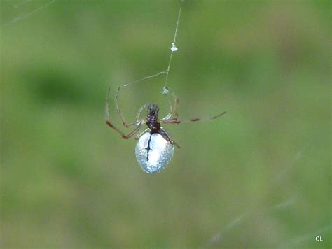 Dew Drop Spider Project Noah