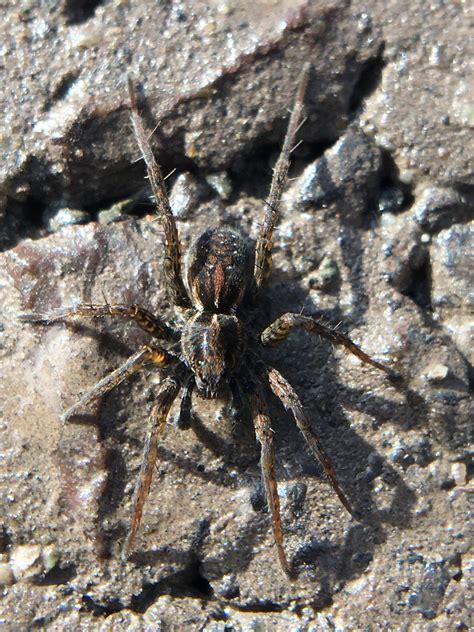 Pardosa spp. Thin-legged Wolf Spider | Bugging You From San Juan Island