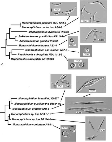 Dendrogram Depicting Partial Results Of A Neighbor Joining Analysis Of