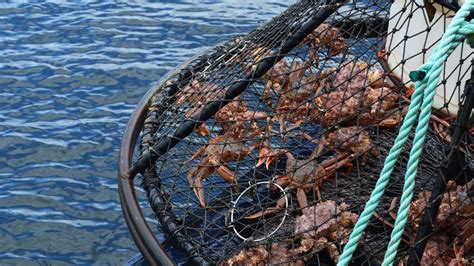 Alaska Canceled Its Snow Crab Season For The First Time In History