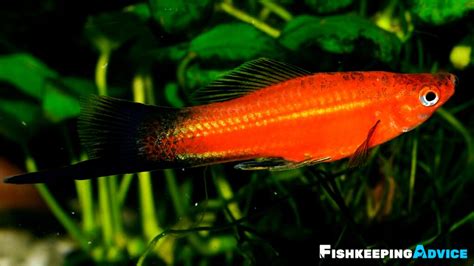 The Only Swordtail Fish Care Guide You Will Need Fishkeeping Advice