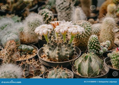 Cactus Flowers Gymnocalycium Sp With White Flower Is Blooming On Pot