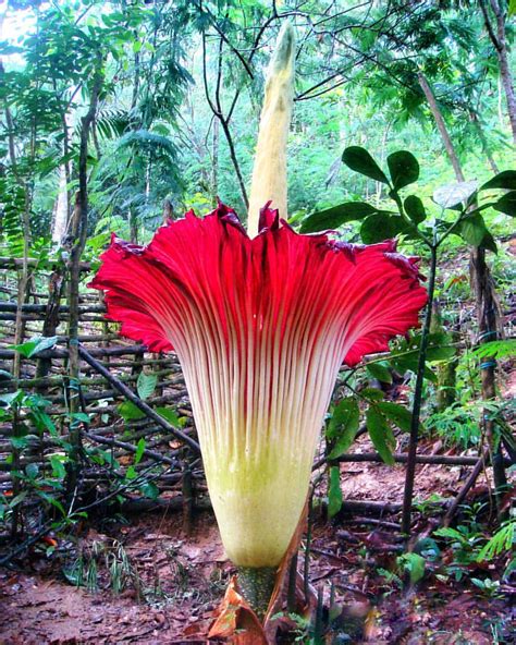 Bunga Bangkai Amorphophallus Titanum Mekar Selain Bung Flickr