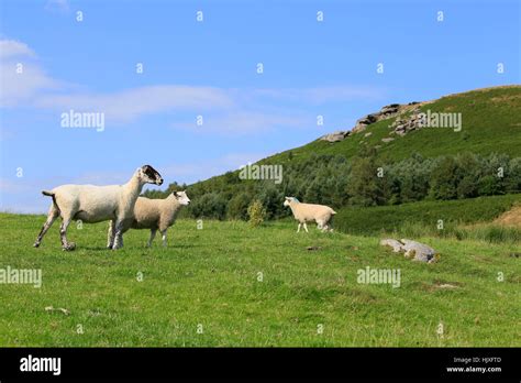 Swaledale Sheep In The Yorkshire Dales Stock Photo Alamy