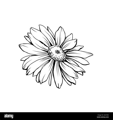 Daisy Drawing