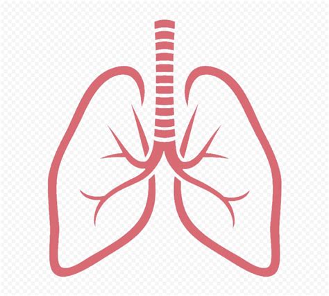 Outline Lungs Vector Respiratory System Icon Citypng