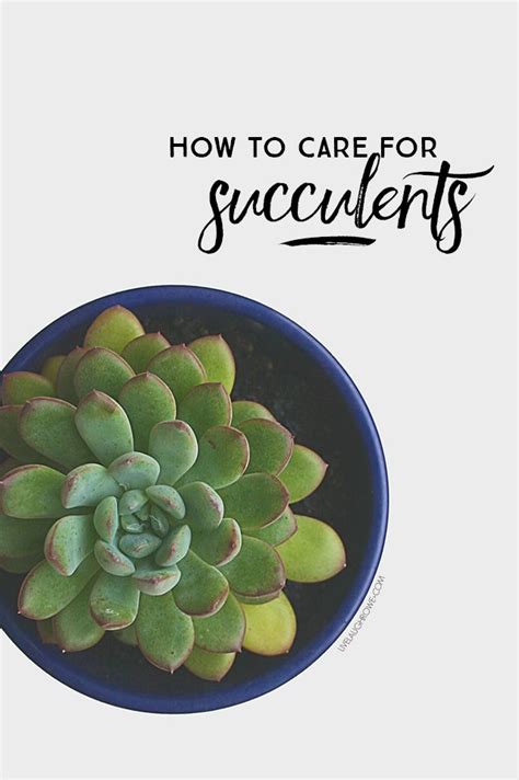 Learn the basics on how to care for succulents...