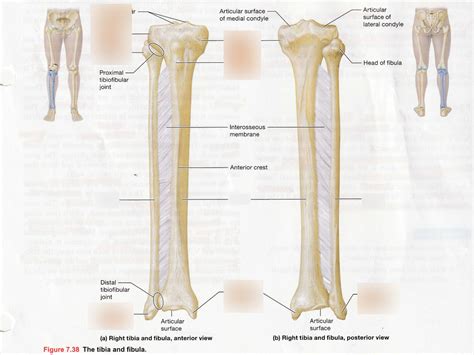 Tibia And Fibula Diagram Quizlet